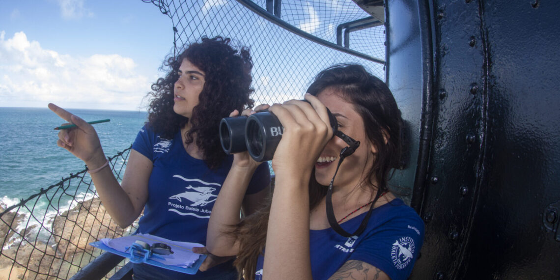 Temporada de observação de baleias jubarte começa em Salvador com ponto no Farol da Barra